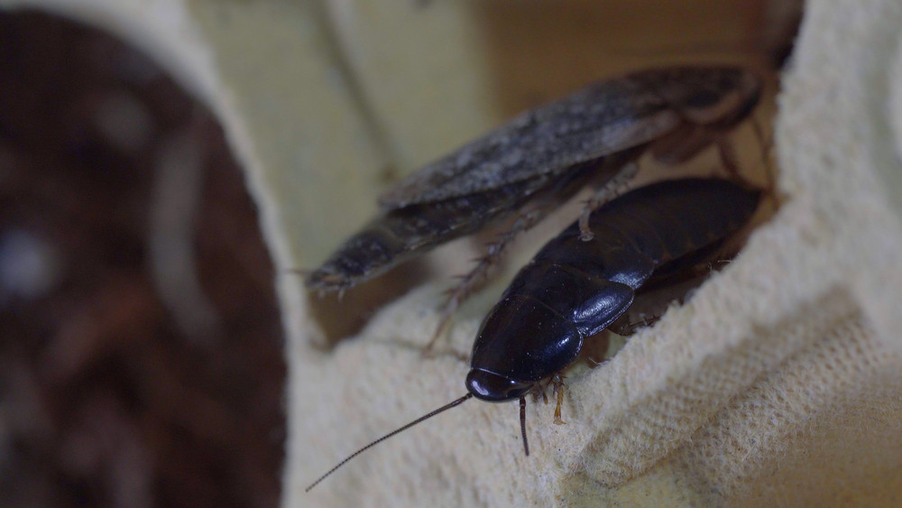 What To Expect During A Visit From A Cockroach Exterminator